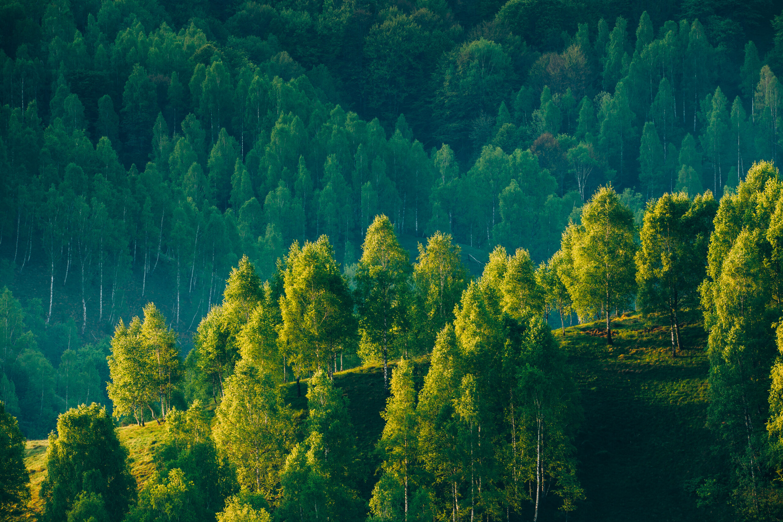 green grass field with trees and mountains in the distance