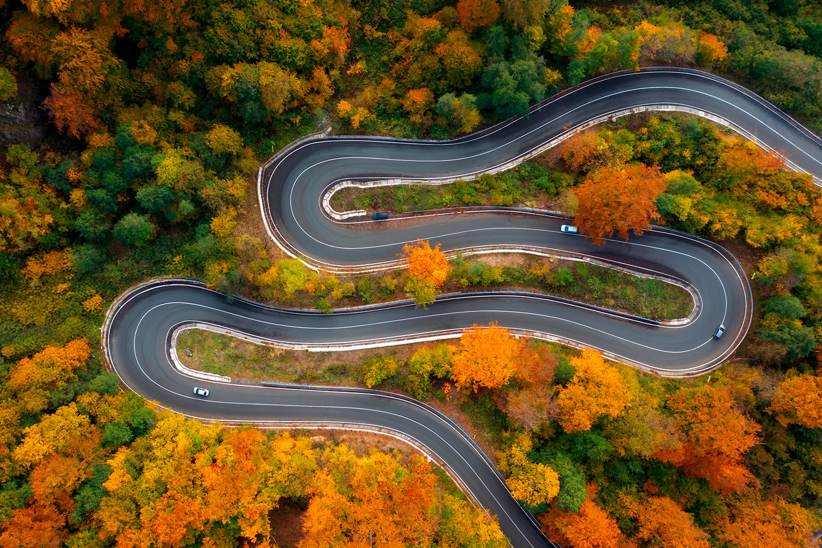 green grass field with trees and mountains in the distance