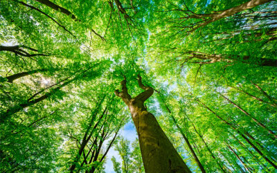 How to grow a small capital without taking major risks