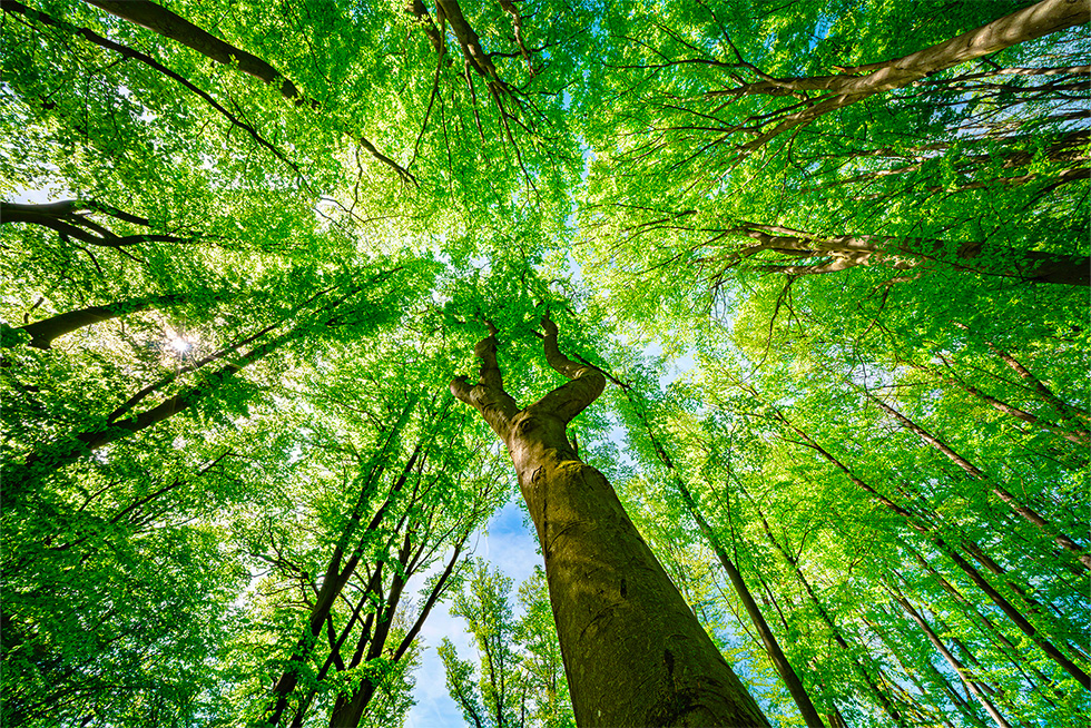 Comment faire fructifier un petit capital sans risque majeur