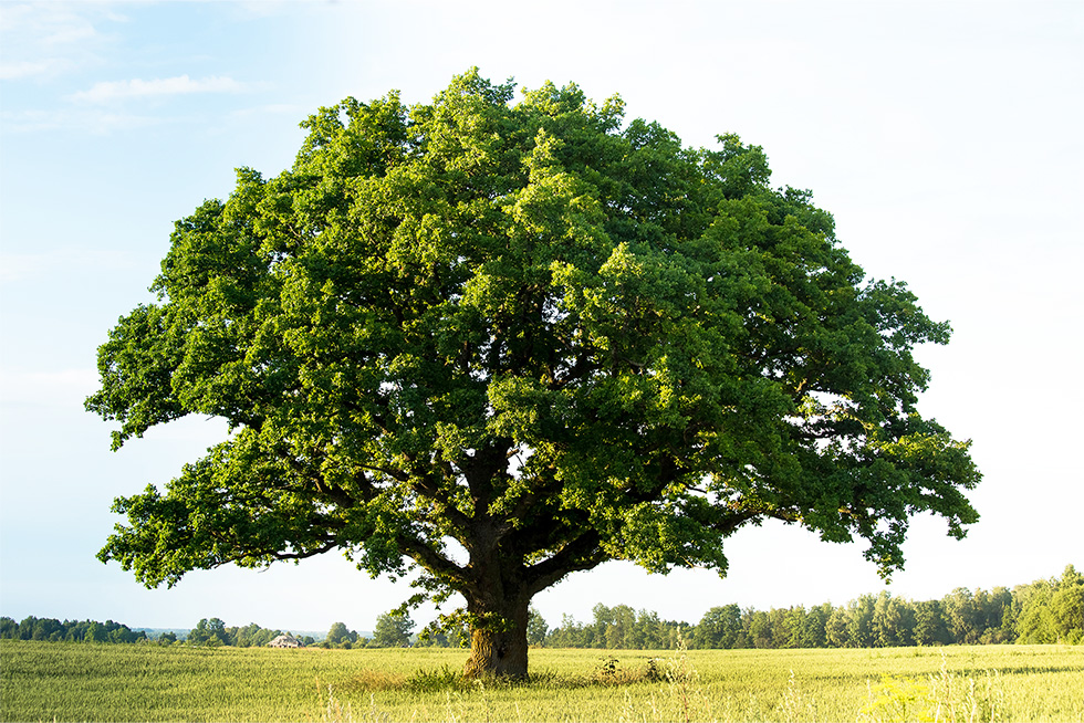 Banque privée ou gérant de fortune indépendant ?