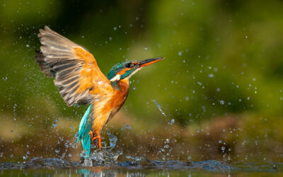 Succession : début de réflexion